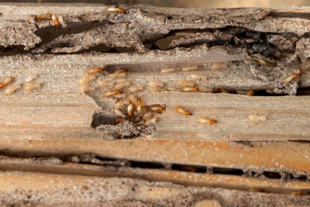 Best Pest Control Treatment  in Williamsport, MD
