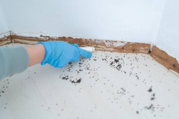 Reliable Williamsport, MD Pest Control Solutions